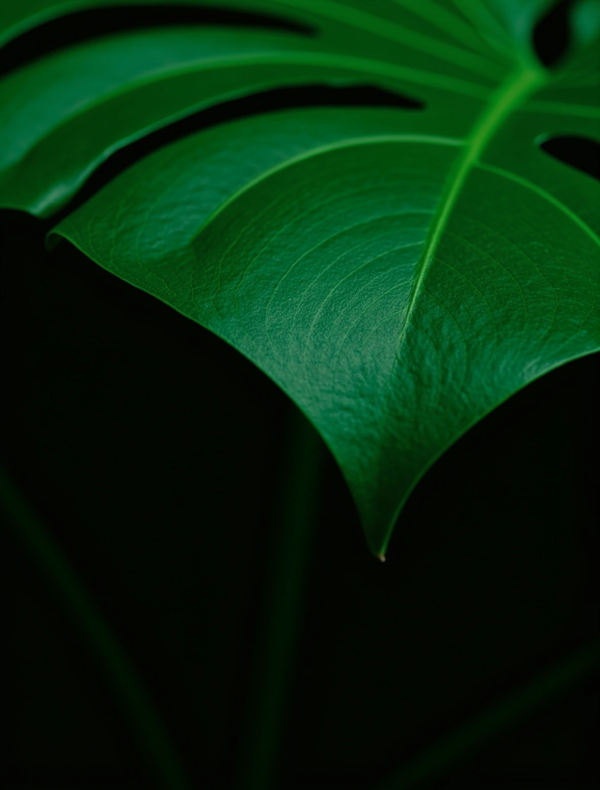 High-Performance Botanical Structure